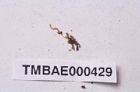 藏品(巴塔麻錦苔)的圖片